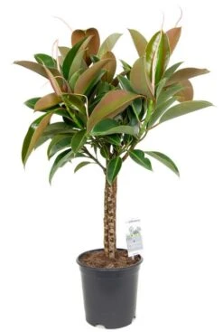 Ficus Melany - Rubberboom