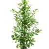 Ficus Moclame - Rubberboom -Planten Series ficus moclame