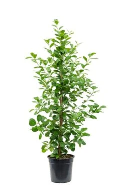 Ficus Moclame - Rubberboom