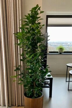 Ficus Moclame - Rubberboom -Planten Series ficus moclame plant 1