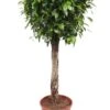 Ficus Nitida - Rubberboom -Planten Series ficus nitida 1 2