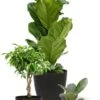 Ficus Planten Mix 2 Ficus Planten Mix -Planten Series ficus planten mix