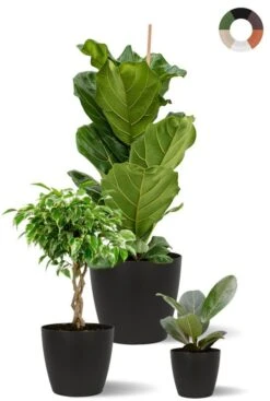 Ficus Planten Mix