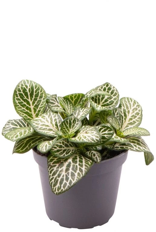 Fittonia Verschaffeltii Mini White - Stekje 3 Fittonia Verschaffeltii Mini White - Stekje