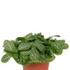 Fittonia Verschaffeltii - Stekje -Planten Series fittonia verschaffeltii plant