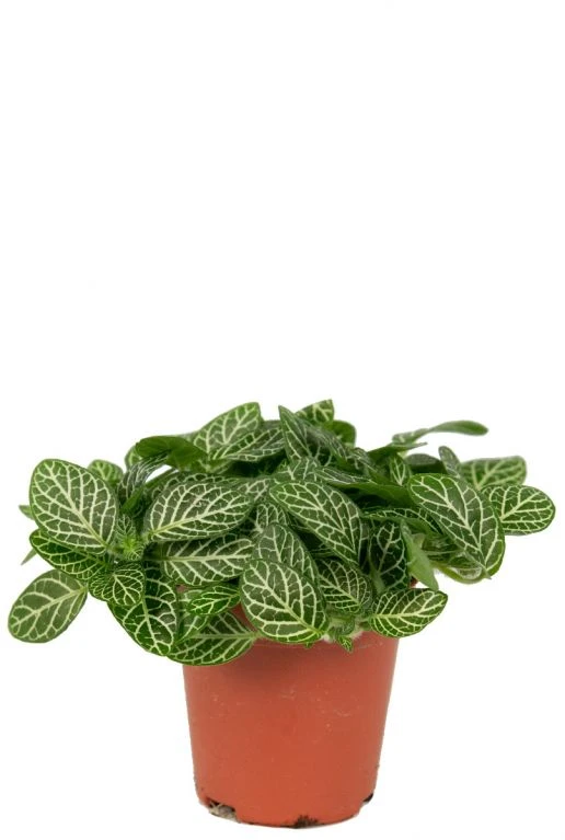 Fittonia Verschaffeltii - Stekje 3 Fittonia Verschaffeltii - Stekje