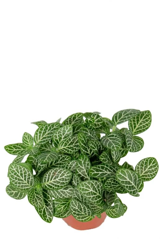 Fittonia Verschaffeltii - Stekje 4 Fittonia Verschaffeltii - Stekje - Afbeelding 2