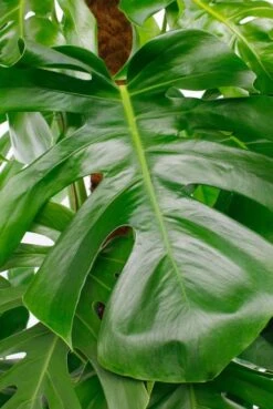 Monstera Pertusum - Gatenplant -Planten Series gatenplant groot groen blad