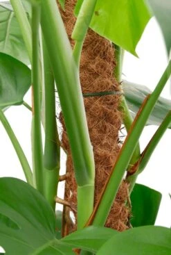 Gatenplant In Elho Greenville Plantenbak -Planten Series gatenplant mosstok