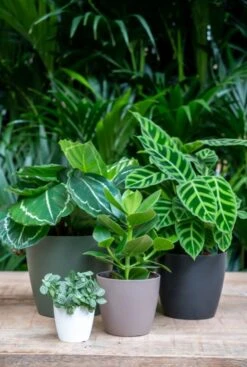 Artevasi San Remo Pot