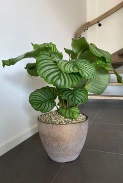 Calathea In Plantenbak -Planten Series goud bloempot nova 6