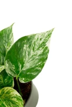 Scindapsus Pinnatum Marble Queen - Epipremnum -Planten Series groen blad met wit