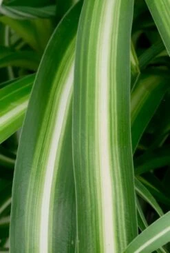 Chlorophytum Bonnie - Graslelie 7 Chlorophytum Bonnie - Graslelie -Planten Series groen met witte bladeren