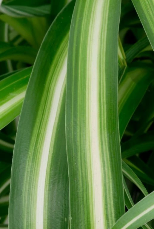 Chlorophytum Bonnie - Graslelie 5 Chlorophytum Bonnie - Graslelie - Afbeelding 3