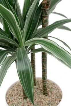 Dracaena Warneckei In Elho Greenville Pot -Planten Series groen wit blad van de drakenbloedboom
