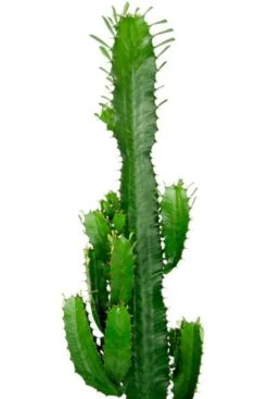 Euphorbia Acruensis - Wolfsmelk -Planten Series groene cactus 1
