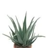 Aloe Vera - Wonderplant -Planten Series grote aloe vera plant