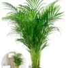 Areca - Goudpalm 2 Areca - Goudpalm -Planten Series grote areca kamerplant palm facebook