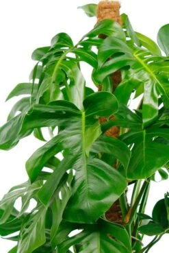 Monstera Pertusum - Gatenplant -Planten Series grote bladeren monstera plant