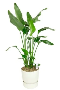 Grote Strelitzia In Elho Pot -Planten Series grote kamerplant in plantenbak