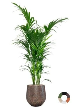 Kentia Palm In Luxe Pot