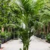 Kentia (howea) Forsteriana - Howea Forsteriana -Planten Series grote kentia palm 3