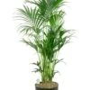 Kentia Palm In Elho Pot -Planten Series grote kentia palm in pot