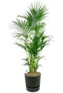 Kentia Palm In Elho Pot