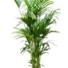 Kentia (extra Vol) - Howea Forsteriana 1 Kentia (extra Vol) - Howea Forsteriana -Planten Series grote kentia palm kamerplant 5