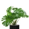 Monstera In Capi Groove Bloempot -Planten Series grote monstera in pot 1