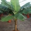 Musa Dwarf Cavendish - Bananenplant -Planten Series grote musa kamerplant