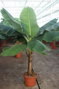 Musa Dwarf Cavendish - Bananenplant