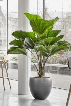 Baq Gradient Balloon - Grijs -Planten Series grote plantenbak kamerplant 1