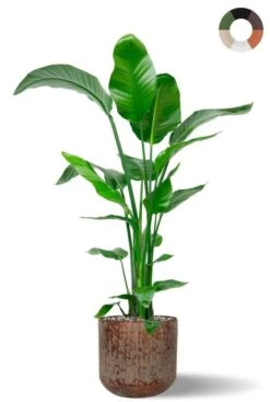 Strelitzia In Mooie Pot