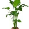 Strelitzia Nicolai - Paradijsvogelplant -Planten Series grote strelitzia plant 1