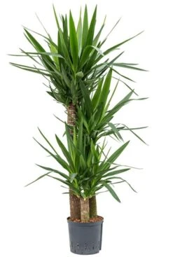 Yucca Elephantipes - Palmlelie