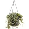 Pilea Glauca - Pannenkoekenplant -Planten Series hangplant pilea glauca