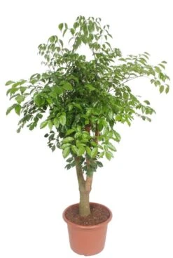 Heteropanax Chinensis - Chinese Kamerboom