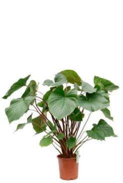 Homalomena Rubescens Maggy -Planten Series homalomena rubescens maggy kamerplant 1