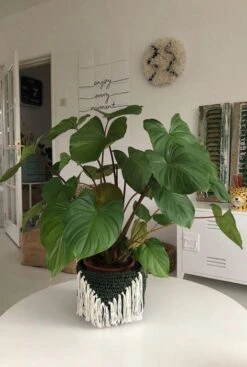 Homalomena Rubescens Maggy -Planten Series homalomena rubescens maggy plant