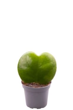 Hoya Kerrii - Stekje