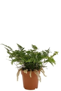 Humata Tyermannii - Apenpootje