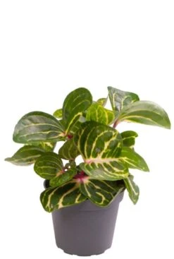 Iresine Herbstii Green (Biefstukplant) - Stekje