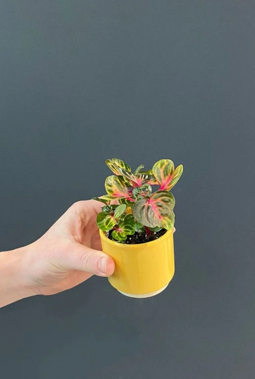 Iresine Herbstii Green (Biefstukplant) - Stekje 4 Iresine Herbstii Green (Biefstukplant) - Stekje - Afbeelding 2