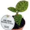 Jewel Orchid - Orchidee -Planten Series jewel orchid