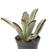 Kalanchoe Tomentosa - Stekje 2 Kalanchoe Tomentosa - Stekje -Planten Series kalanchoe