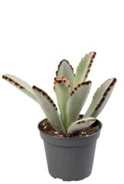 Kalanchoe Tomentosa - Stekje