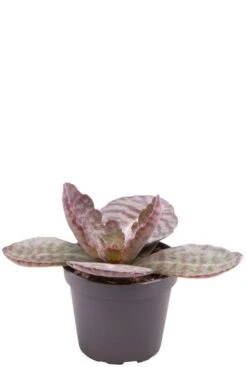 Kalanchoe Humilis Desert Surprise - Stekje