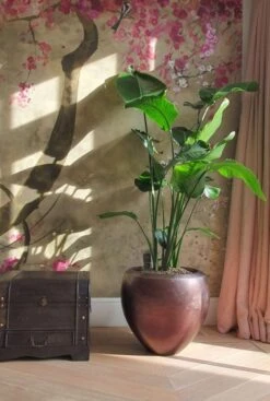 Strelitzia In Luxe Pot -Planten Series kamerplant in luxe baq pot 1