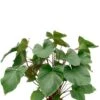 Homalomena Rubescens Maggy -Planten Series kamerplant met grote bladeren 1